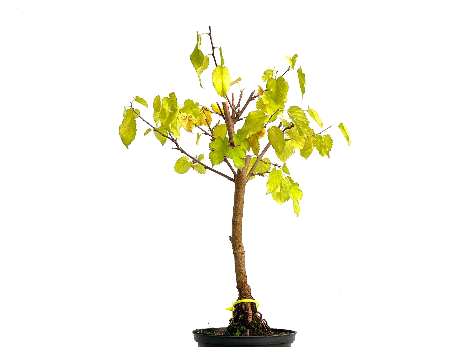 3074 Morus Alba 3074 – BoheBonsai