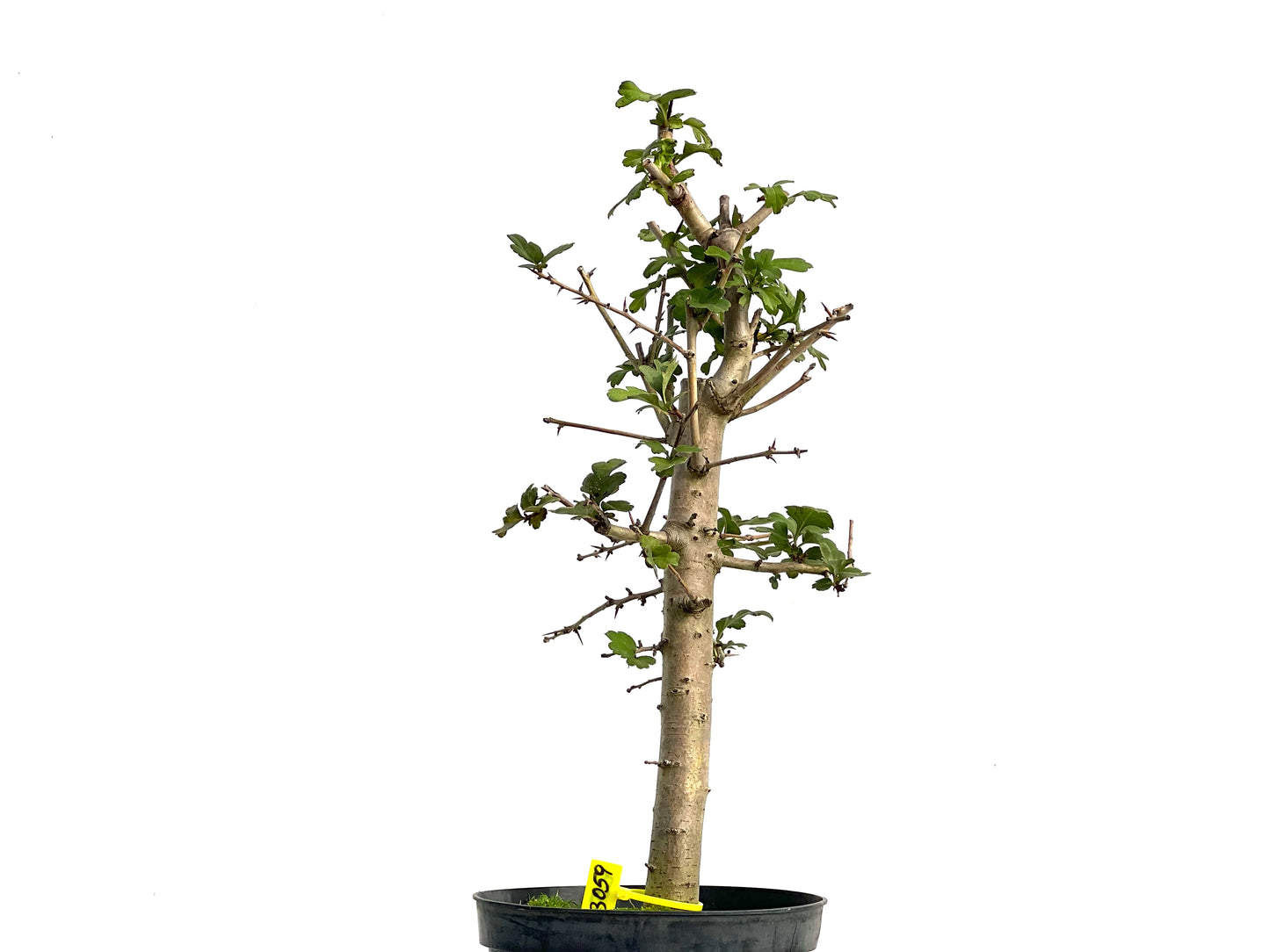 Crataegus Monogyna 3059