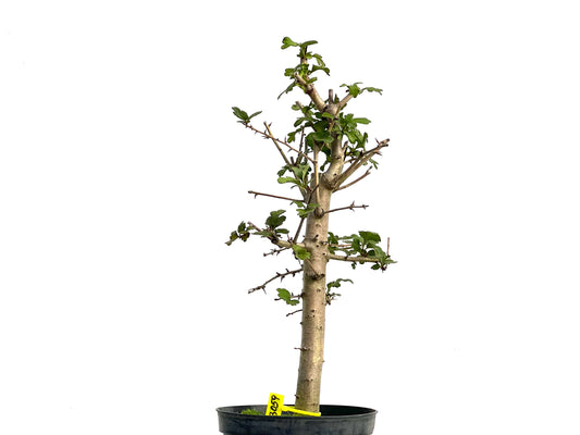 Crataegus Monogyna 3059