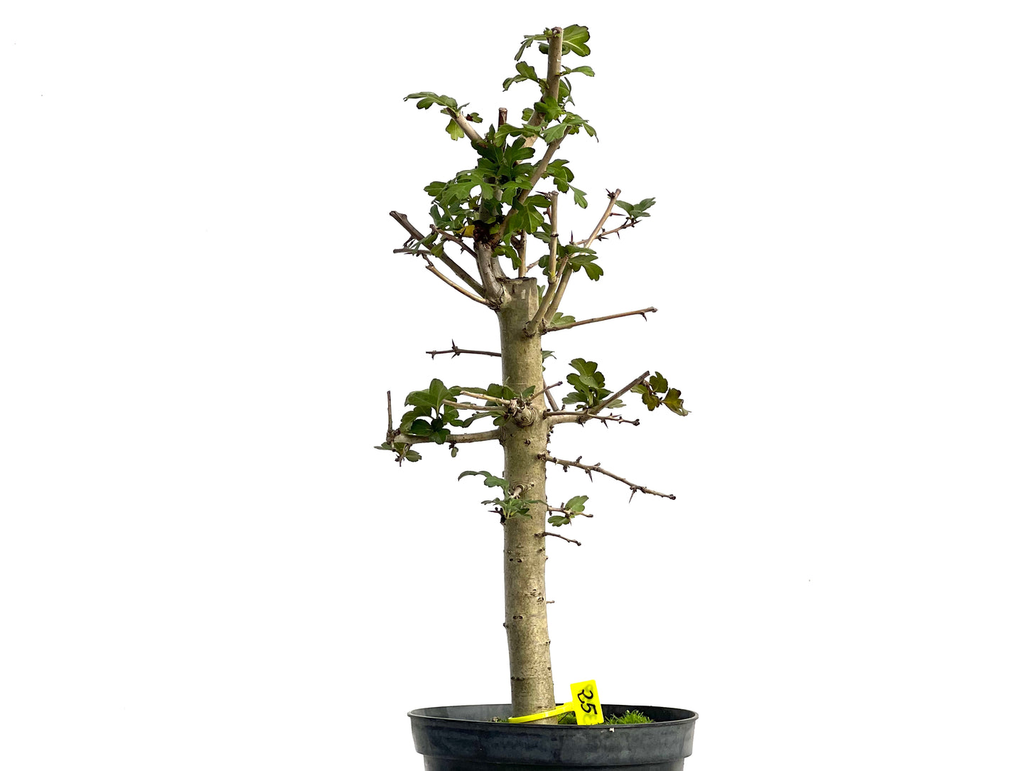 Crataegus Monogyna 3059