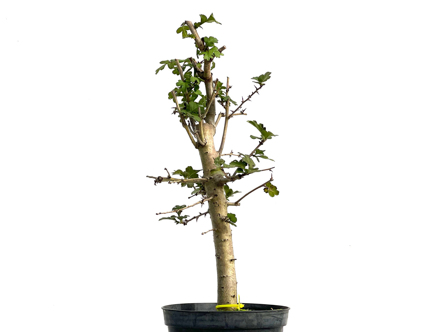 Crataegus Monogyna 3059