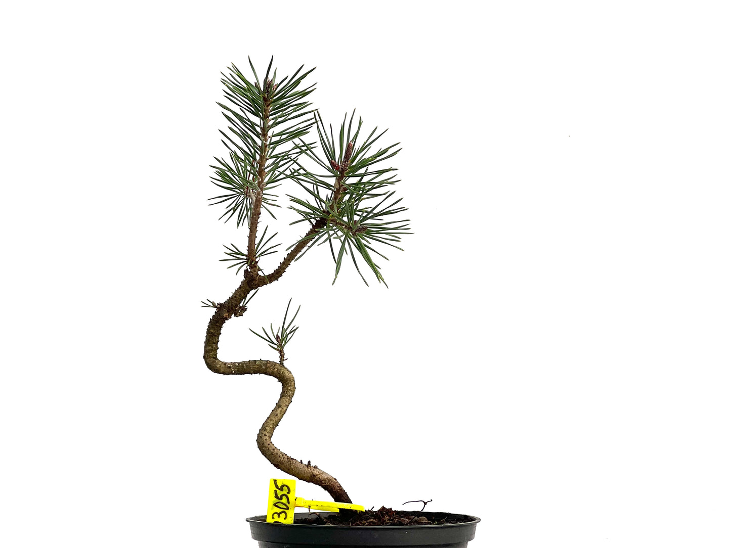 Pinus Sylvestris 3055