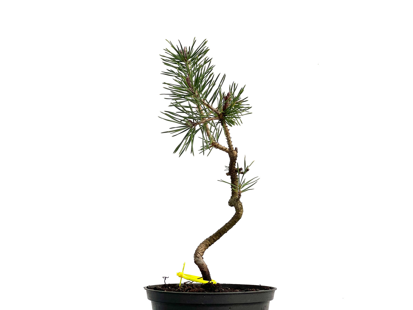 Pinus Sylvestris 3055