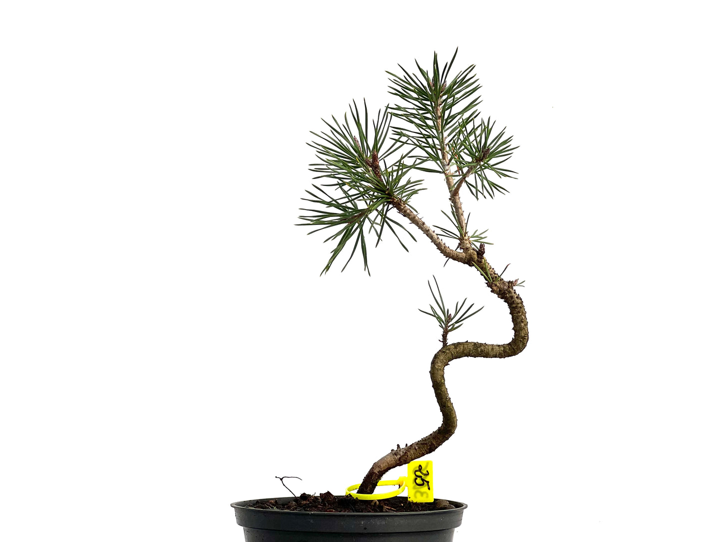 Pinus Sylvestris 3055