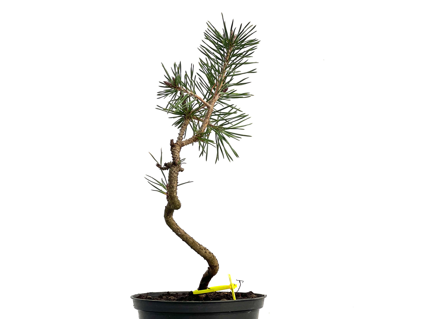 Pinus Sylvestris 3055