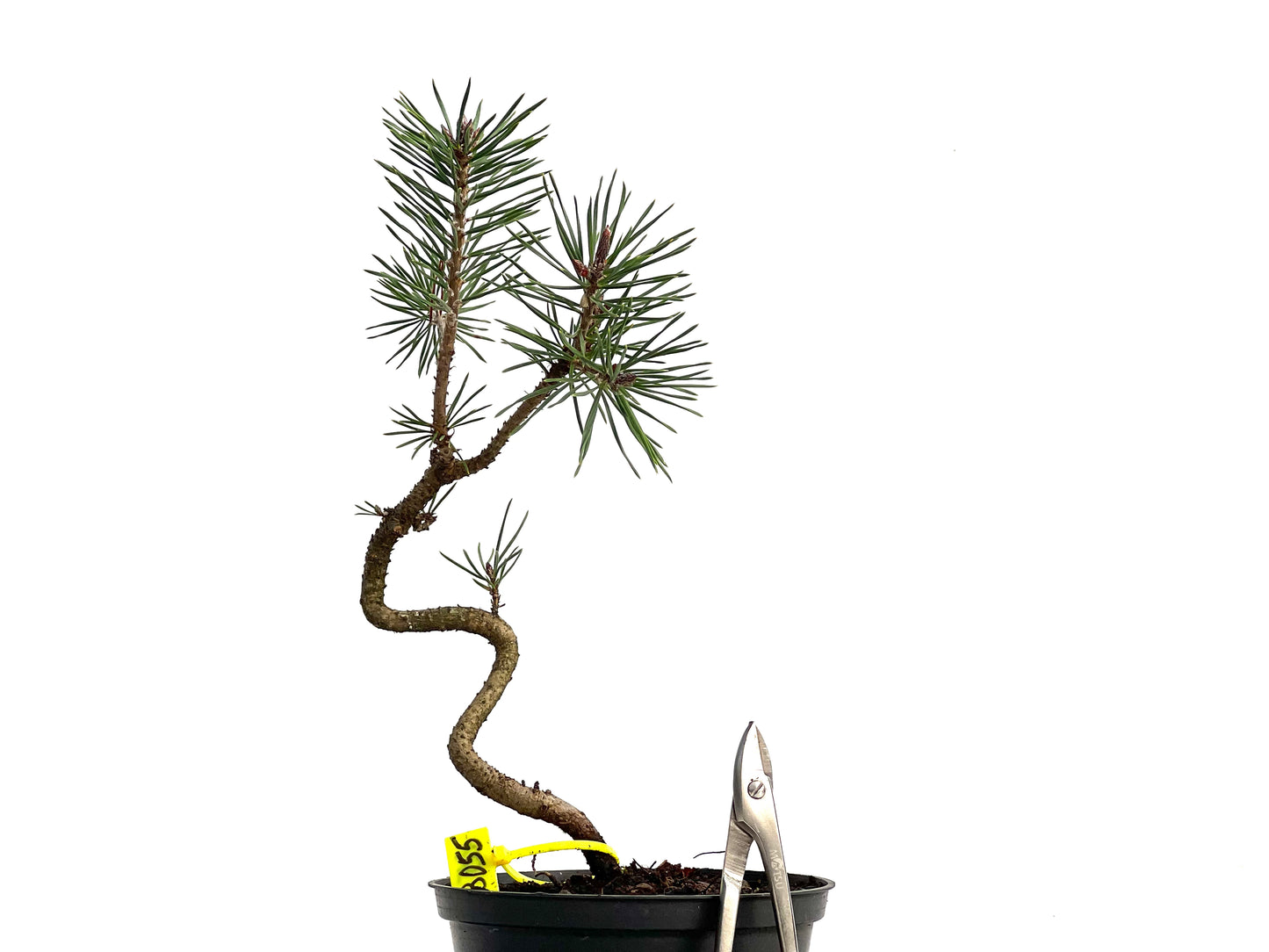 Pinus Sylvestris 3055