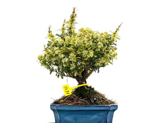 Buxus Harlandii 1641