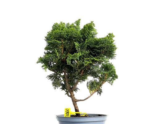 Chamaecyparis Obtusa Nana 3060