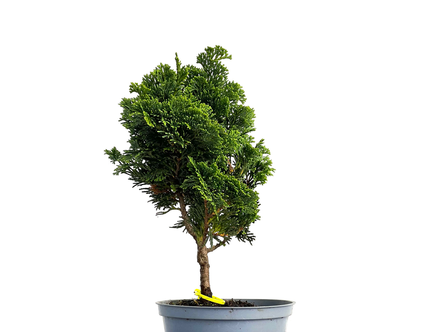 Chamaecyparis Obtusa Nana 3060