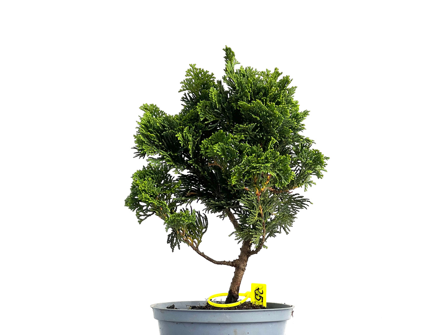 Chamaecyparis Obtusa Nana 3060