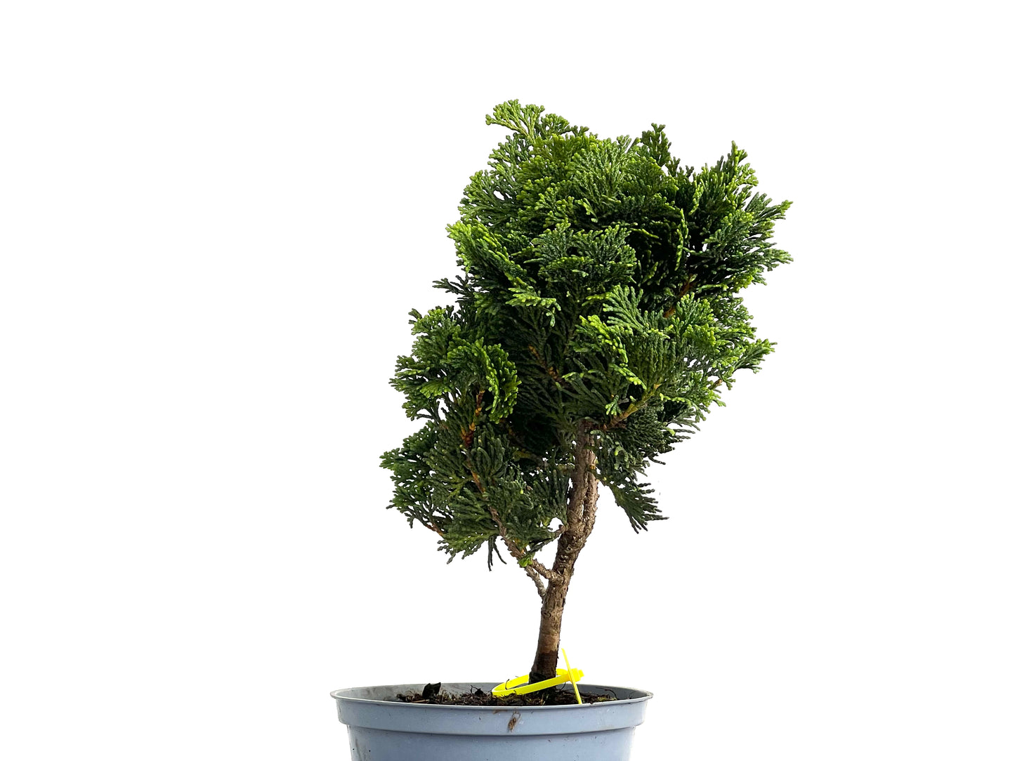 Chamaecyparis Obtusa Nana 3060