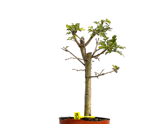Crataegus Monogyna 3056