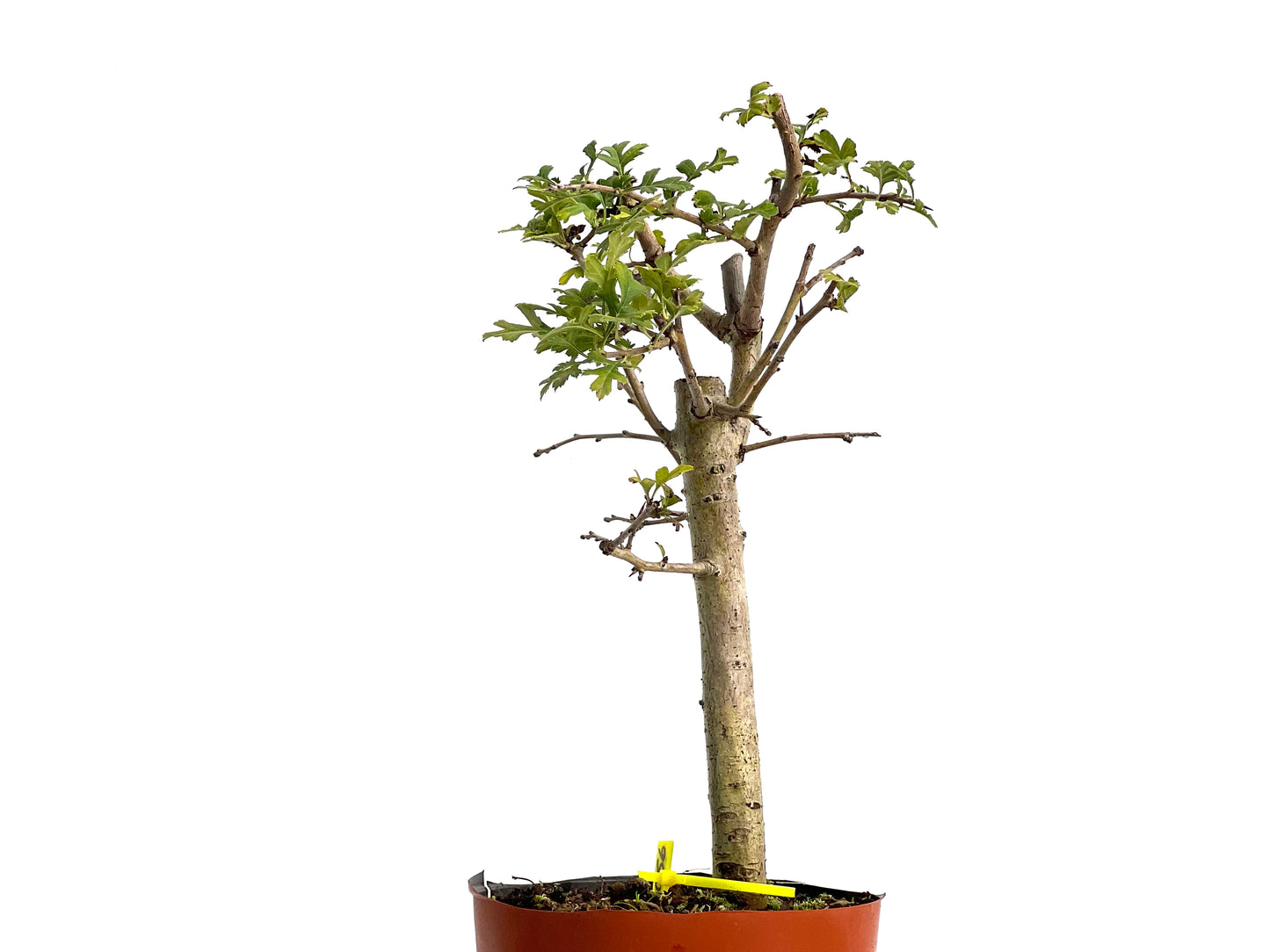 Crataegus Monogyna 3056