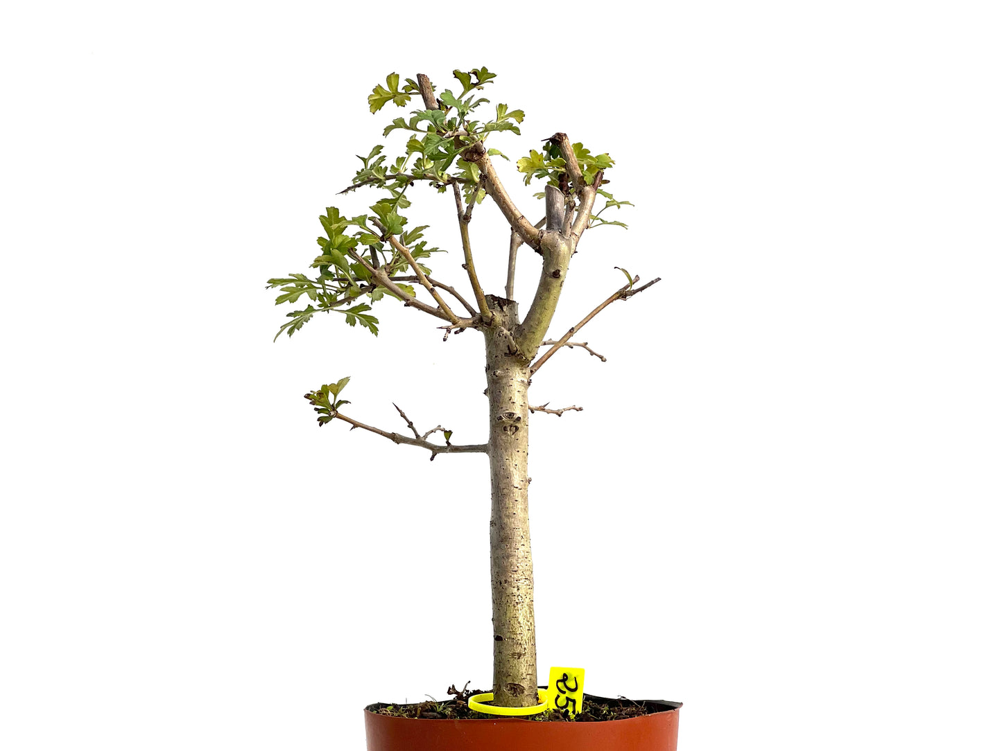 Crataegus Monogyna 3056