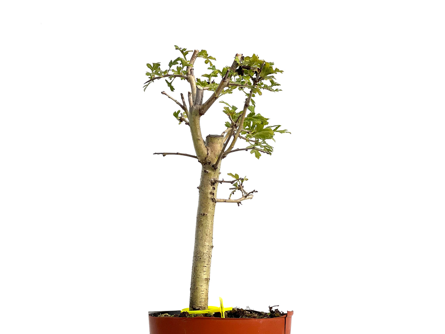 Crataegus Monogyna 3056