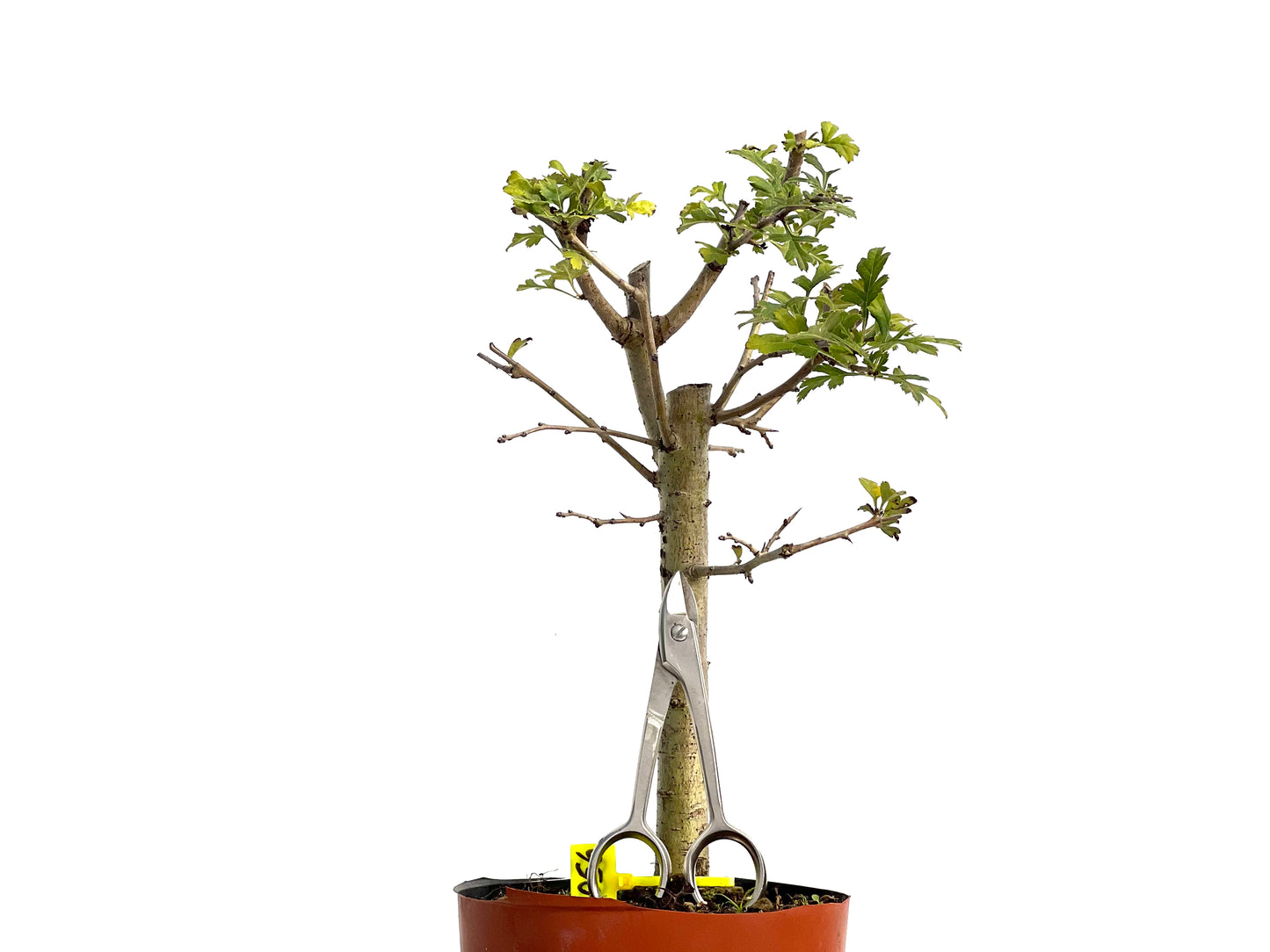 Crataegus Monogyna 3056