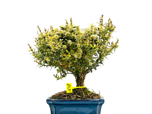Buxus Harlandii 1648