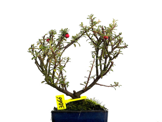 Cotoneaster Microphylla 3066