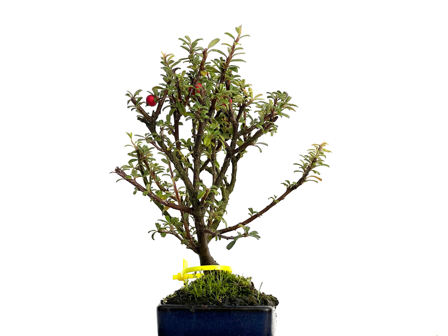 Cotoneaster Microphylla 3066