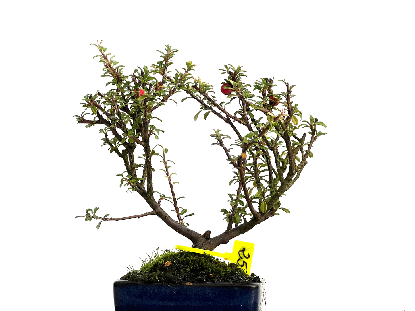 Cotoneaster Microphylla 3066
