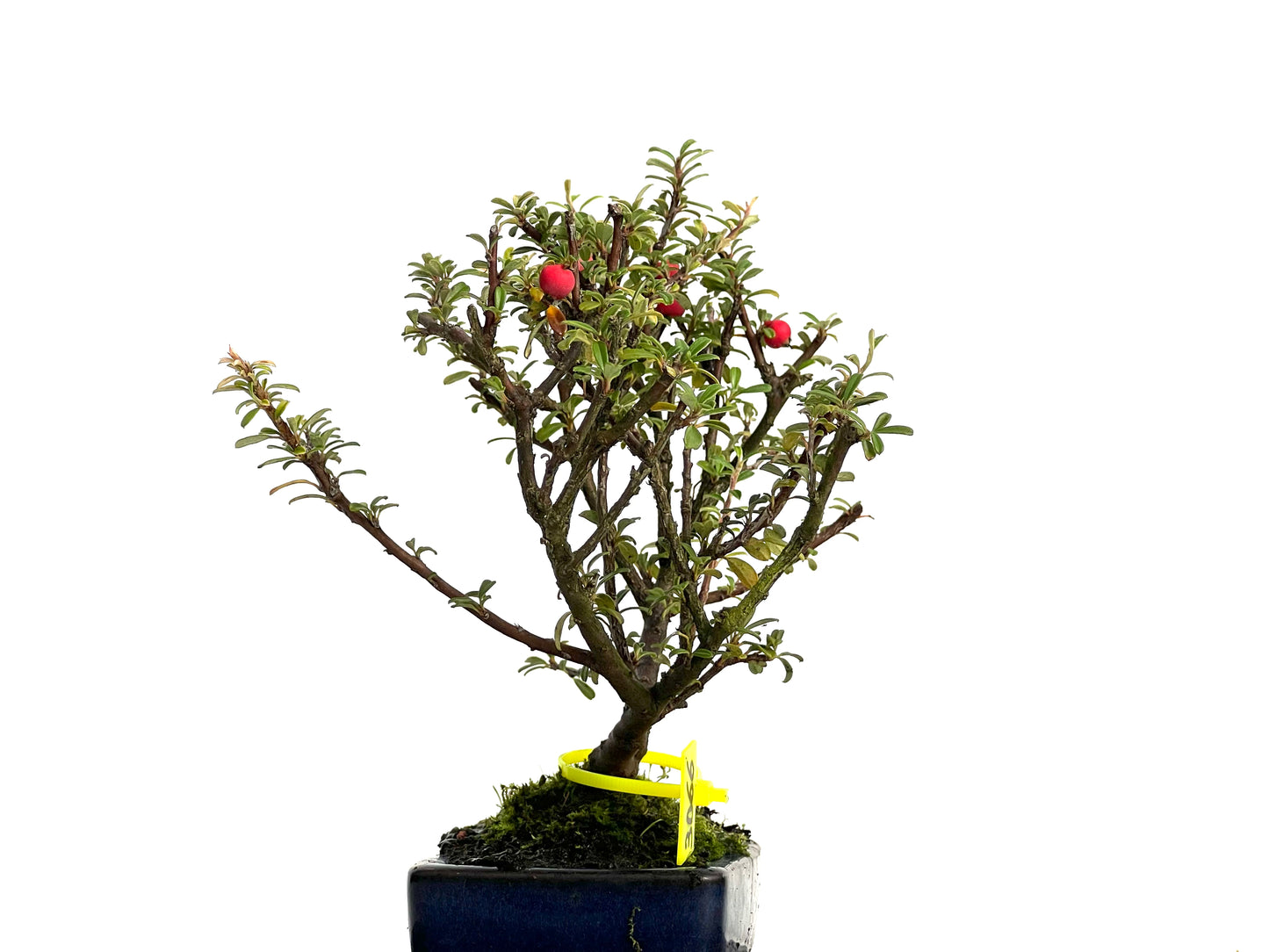 Cotoneaster Microphylla 3066