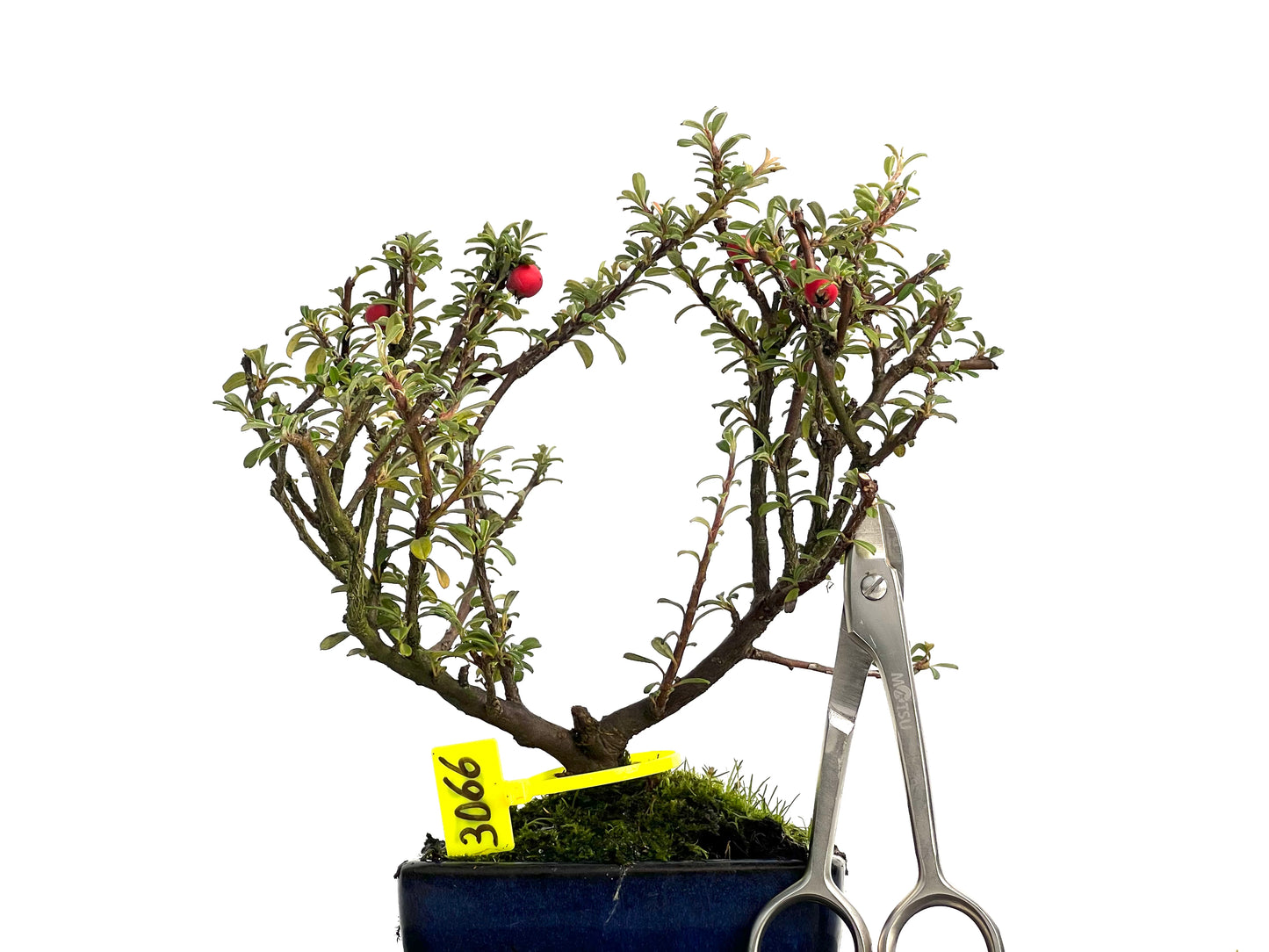 Cotoneaster Microphylla 3066