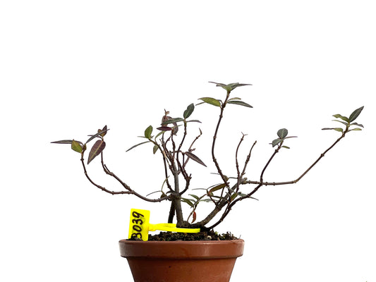 Trachelospermum Asiaticum 3039