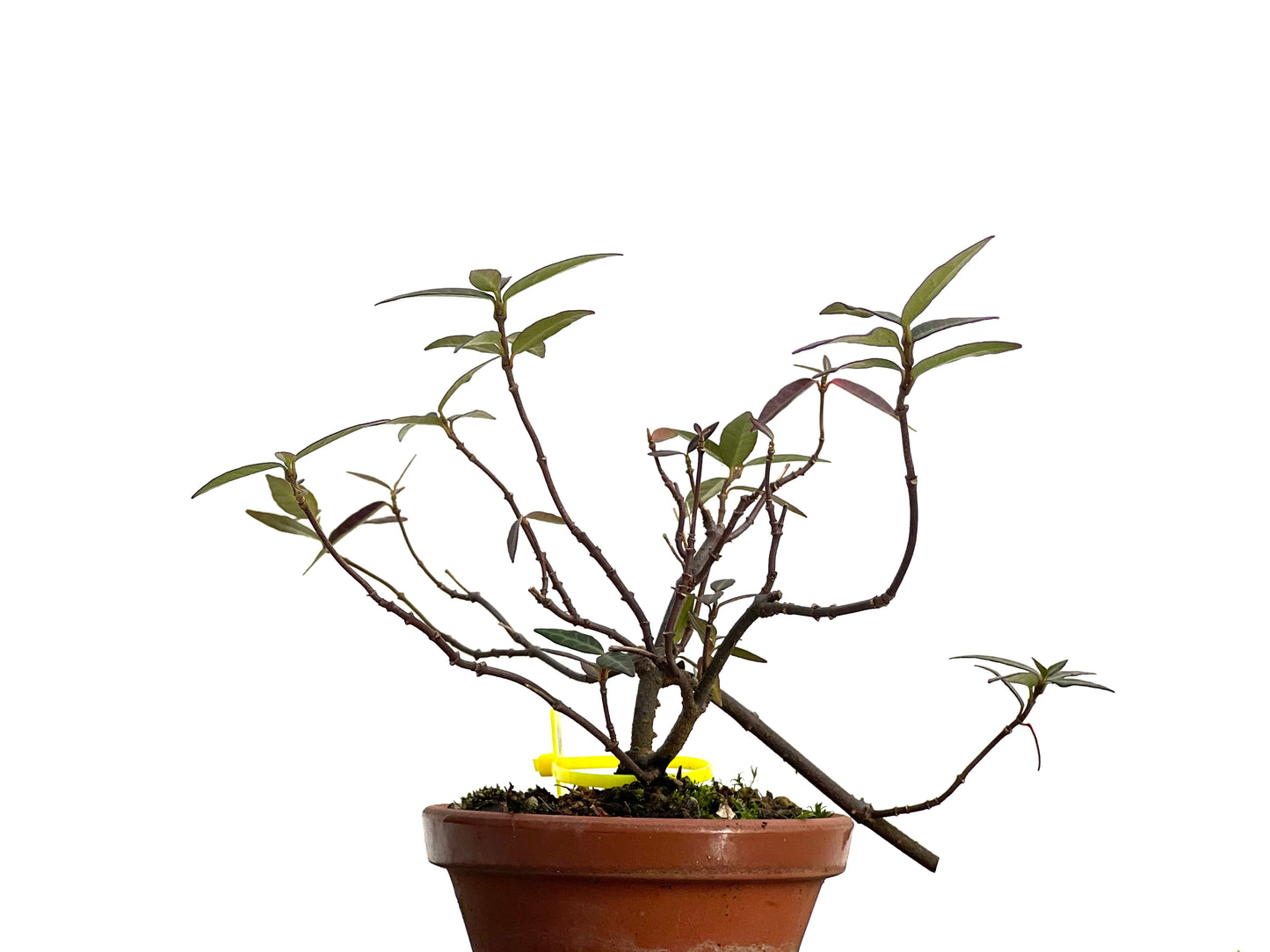 Trachelospermum Asiaticum 3039