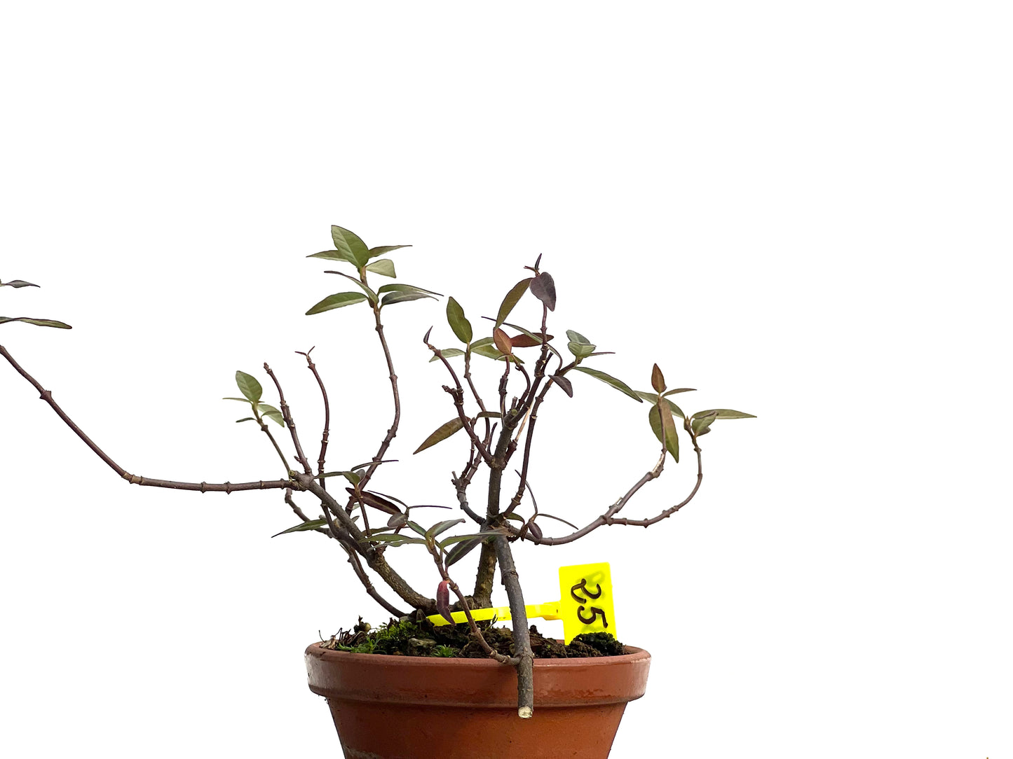 Trachelospermum Asiaticum 3039