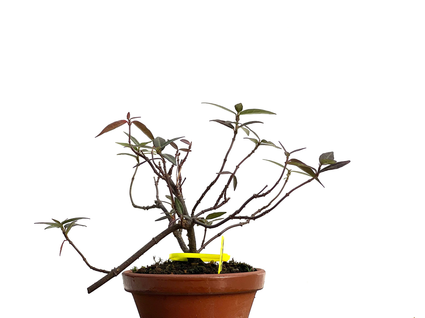 Trachelospermum Asiaticum 3039