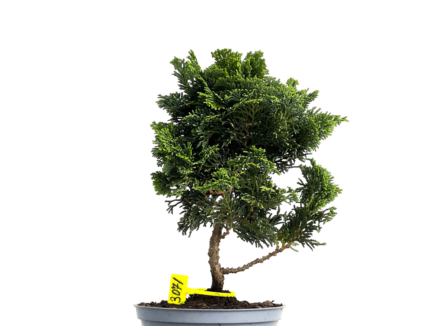 Chamaecyparis Obtusa Nana 3071