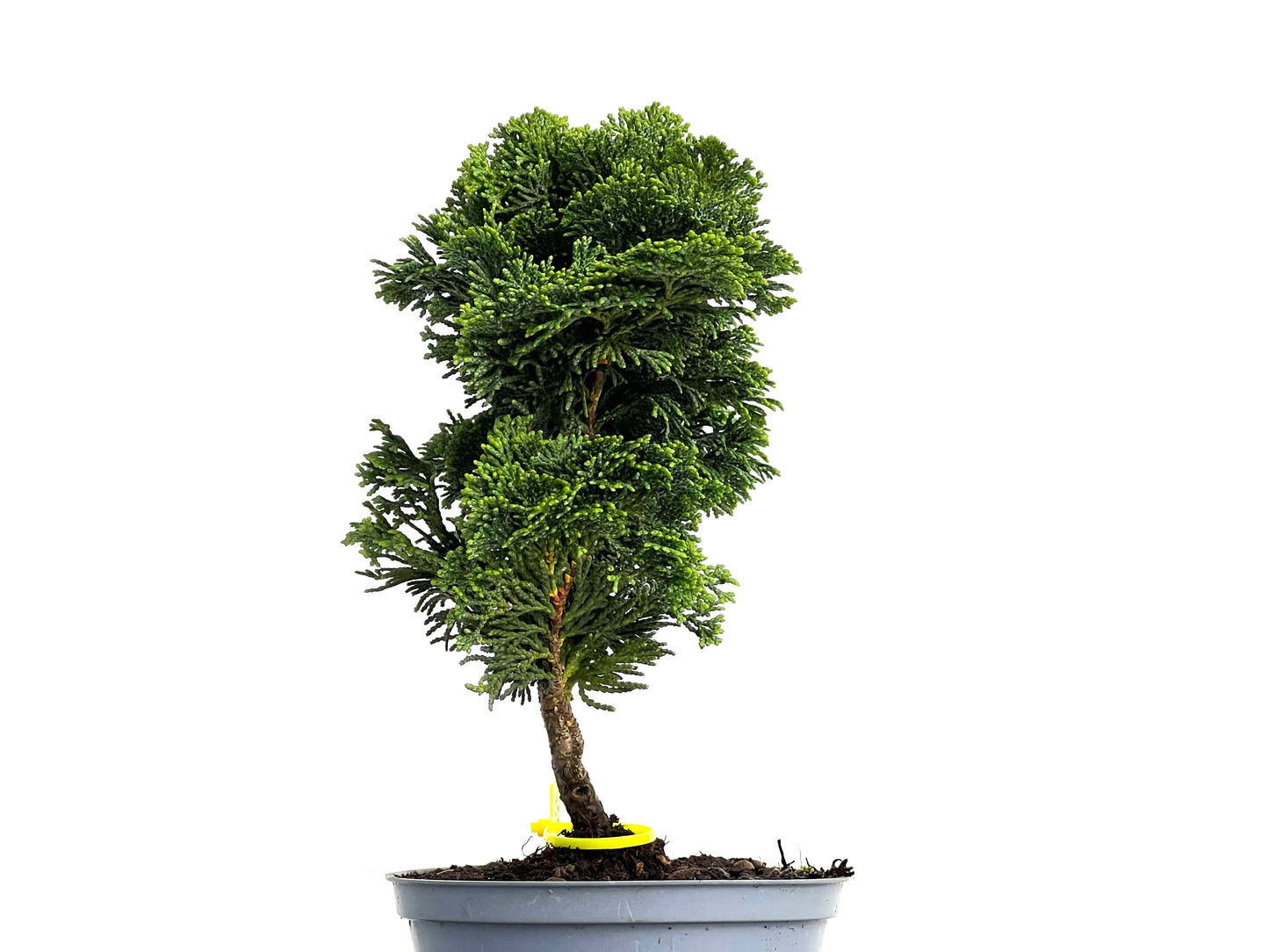 Chamaecyparis Obtusa Nana 3071