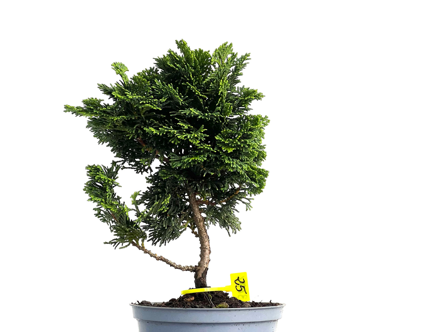 Chamaecyparis Obtusa Nana 3071