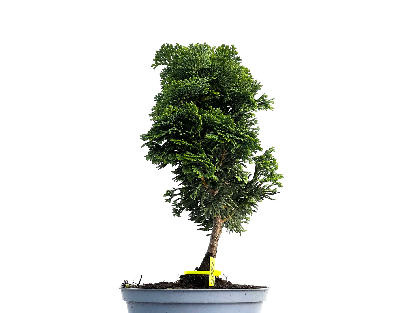 Chamaecyparis Obtusa Nana 3071