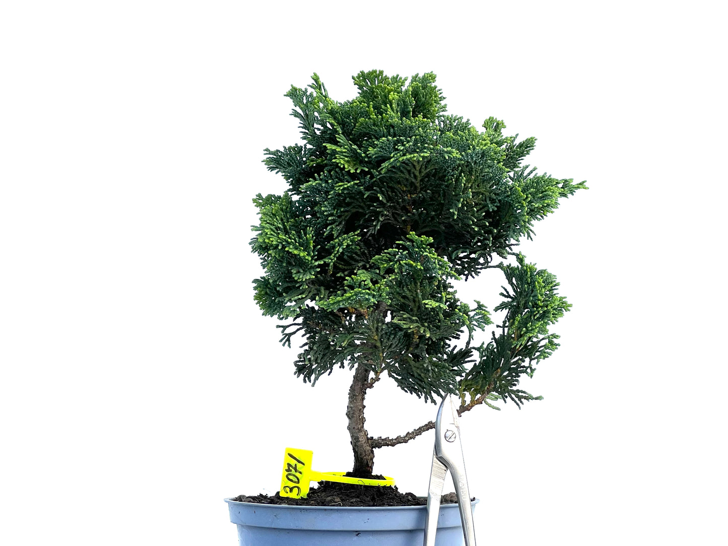 Chamaecyparis Obtusa Nana 3071