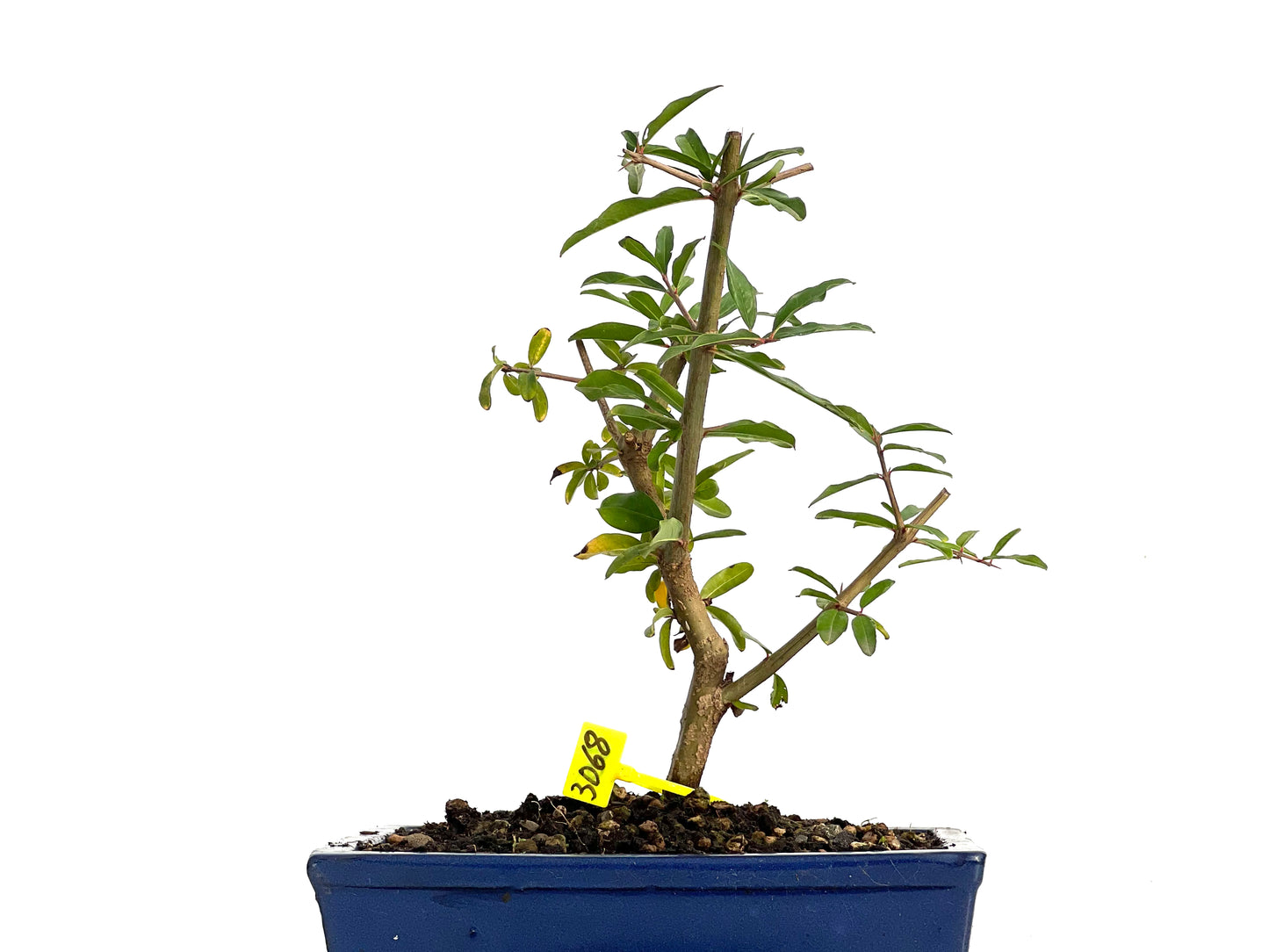 Punica Granatum Nejikan 3068