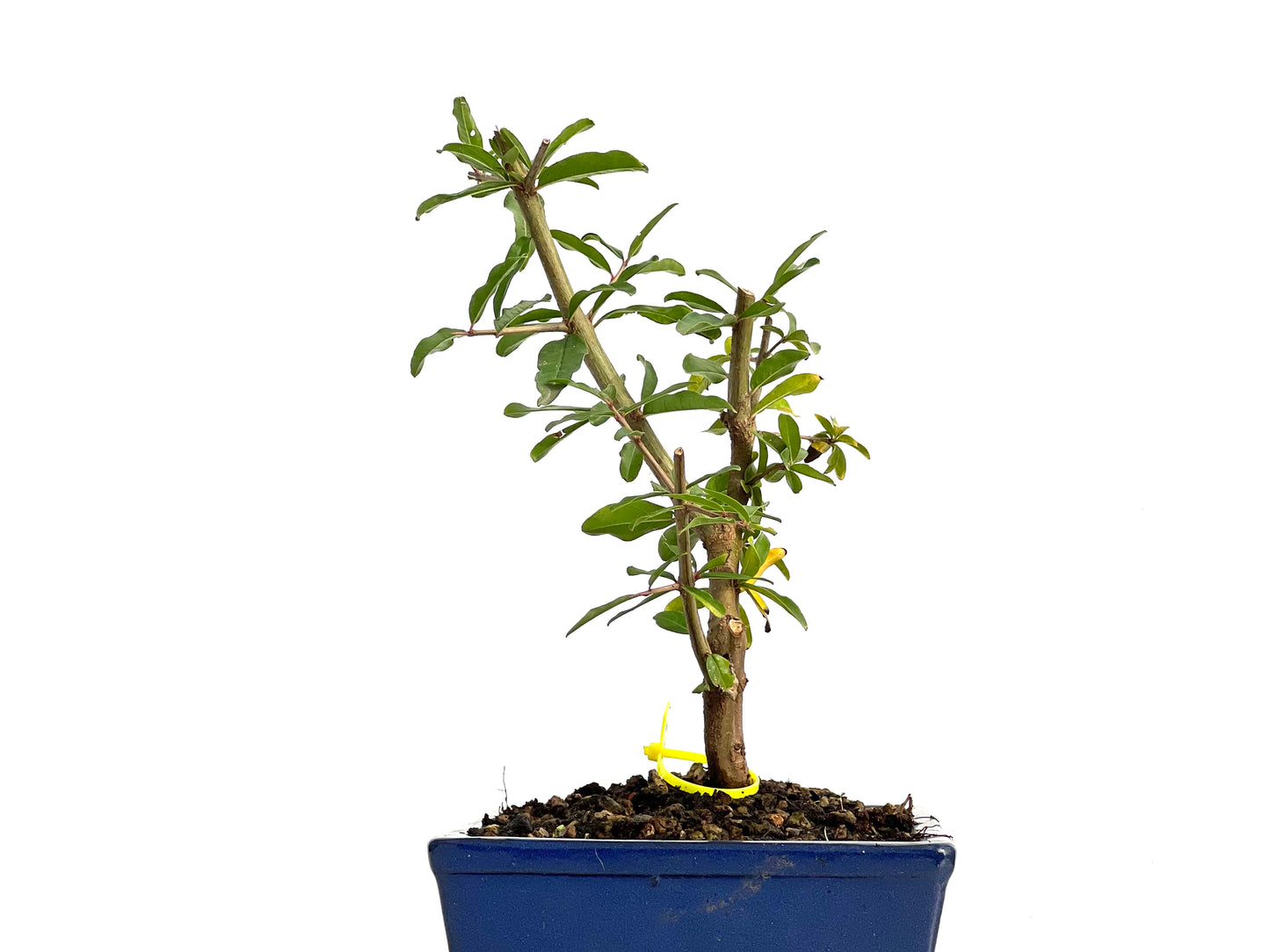 Punica Granatum Nejikan 3068