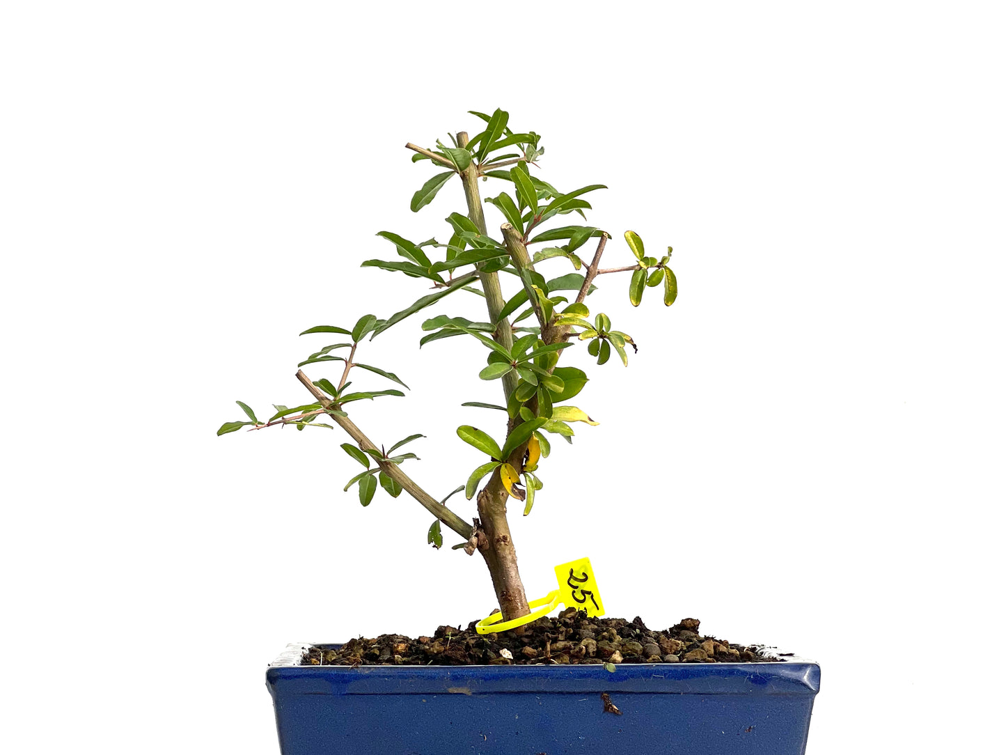 Punica Granatum Nejikan 3068