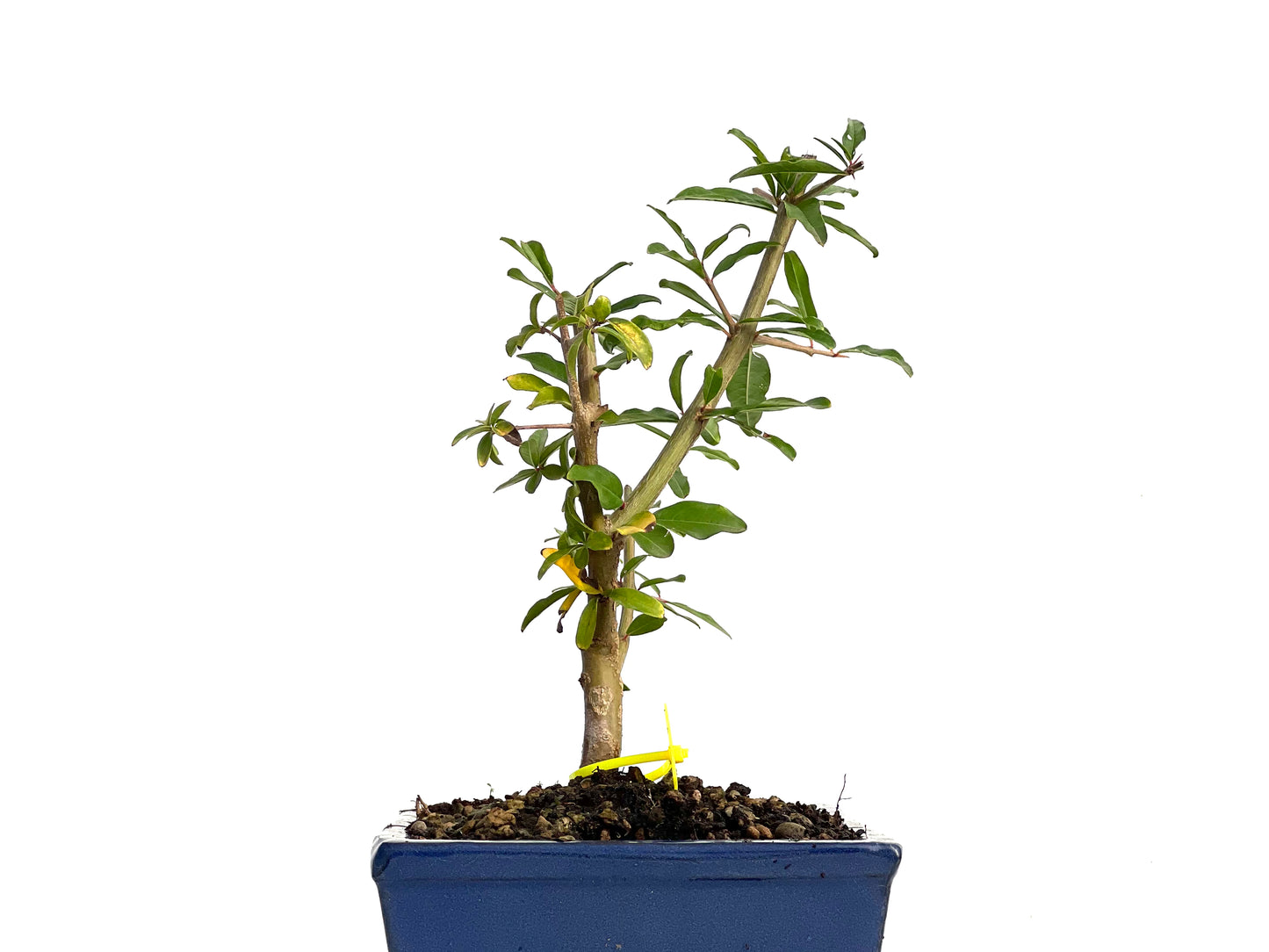 Punica Granatum Nejikan 3068