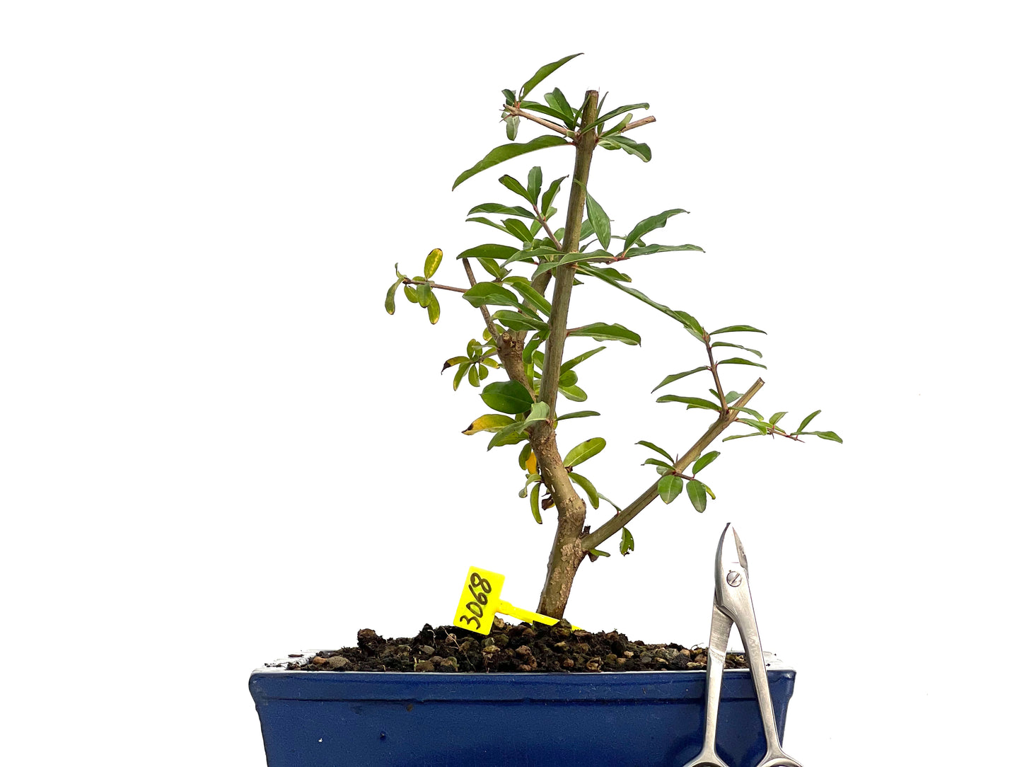 Punica Granatum Nejikan 3068