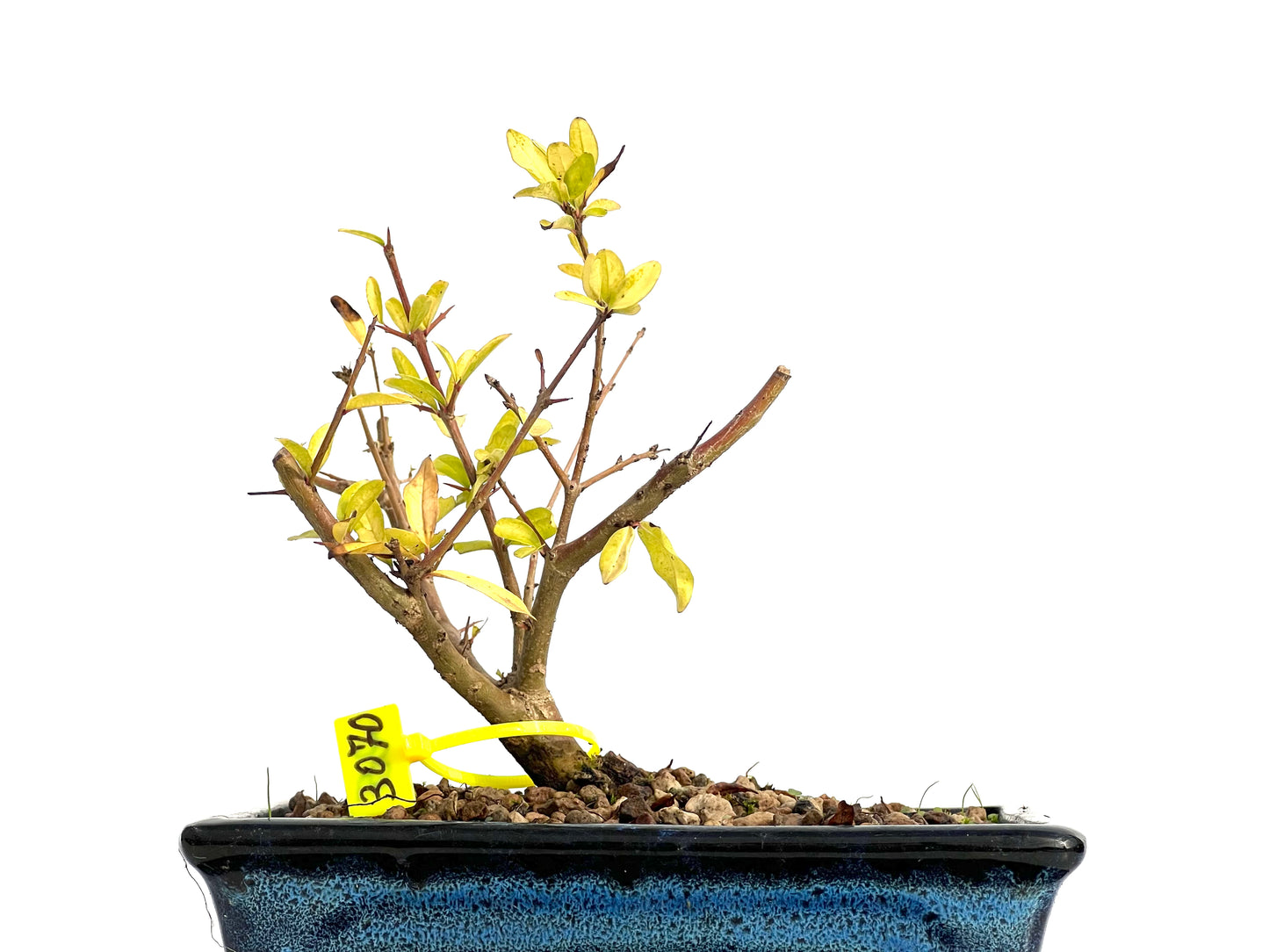 Punica Granatum Nejikan 3070