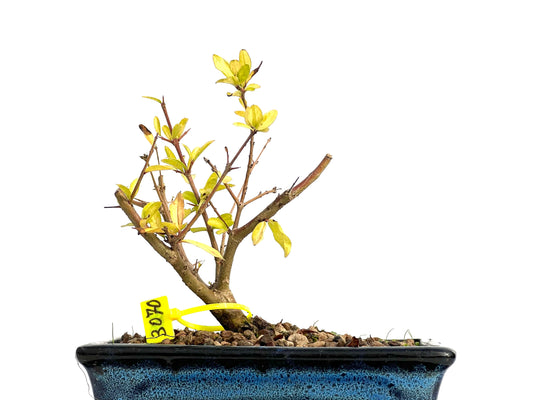 Punica Granatum Nejikan 3070