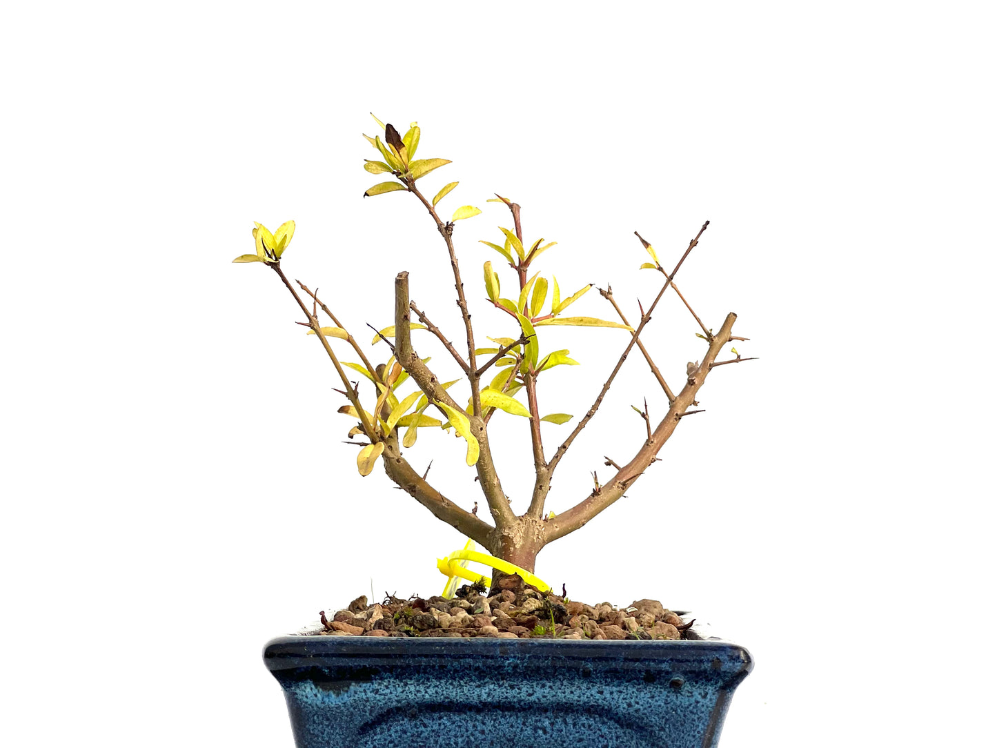 Punica Granatum Nejikan 3070