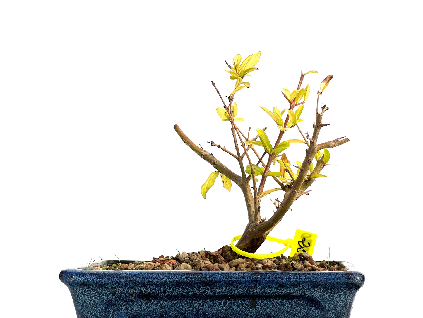 Punica Granatum Nejikan 3070