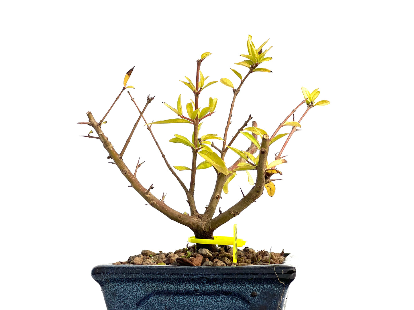 Punica Granatum Nejikan 3070