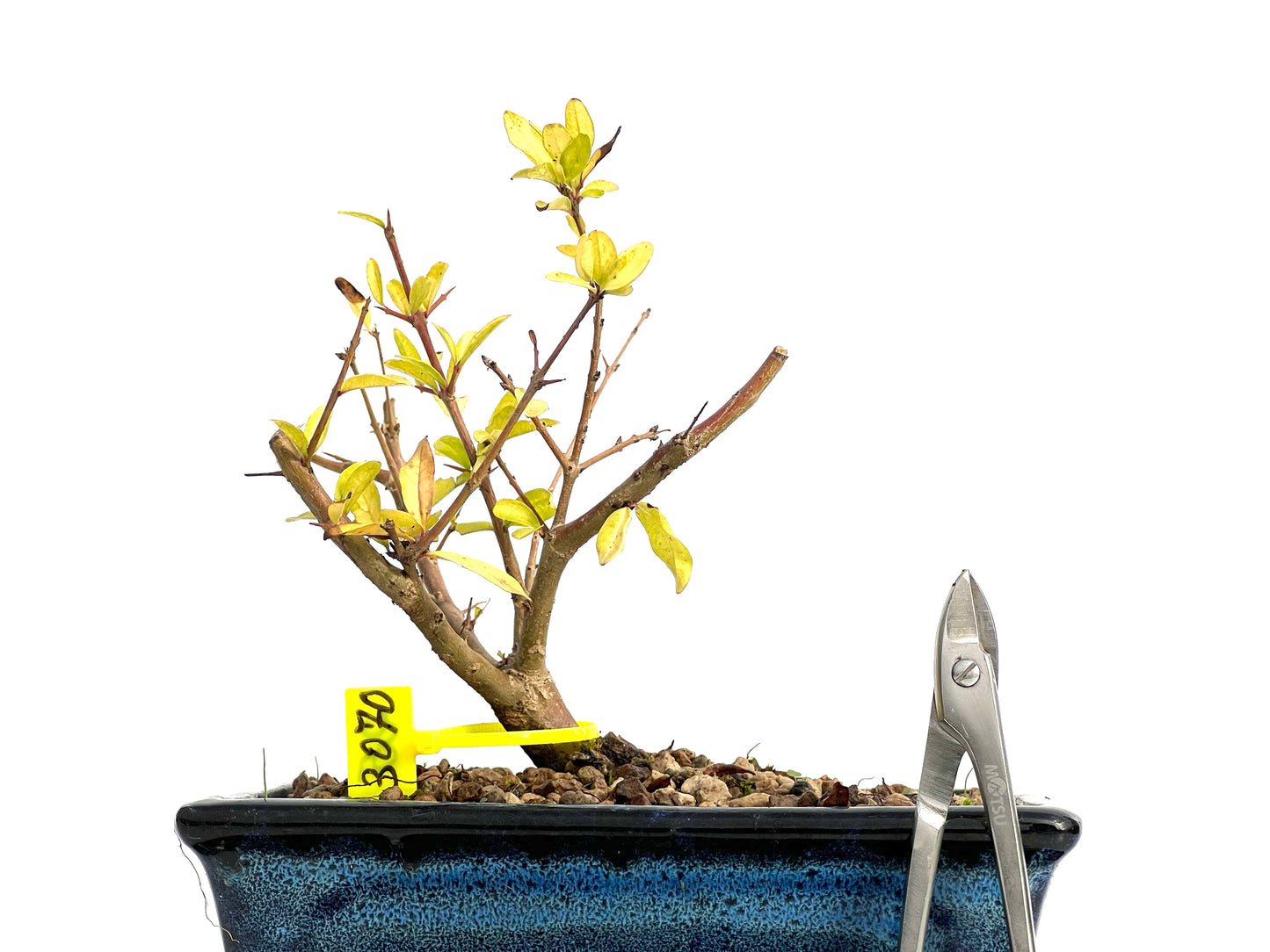 Punica Granatum Nejikan 3070