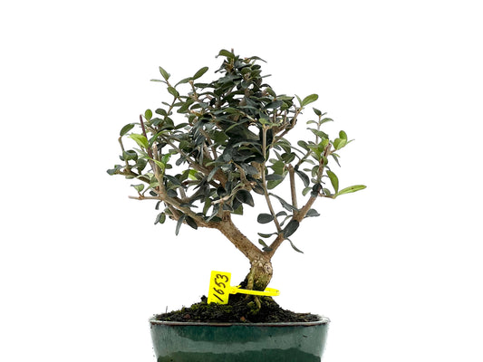 Olea Europaea Sylvestris 1653