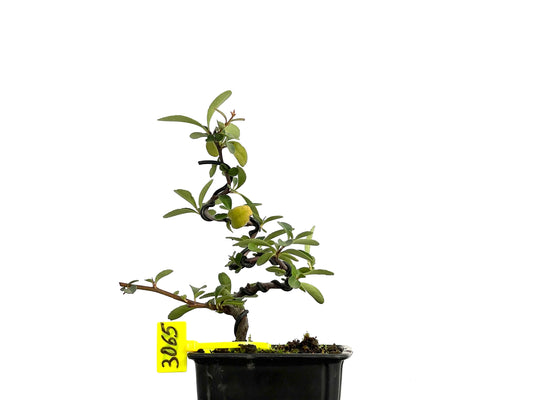 Pyracantha 3065