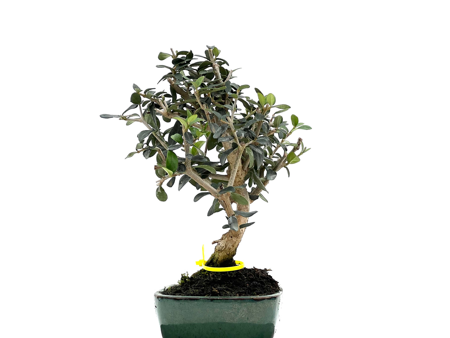 Olea Europaea Sylvestris 1653
