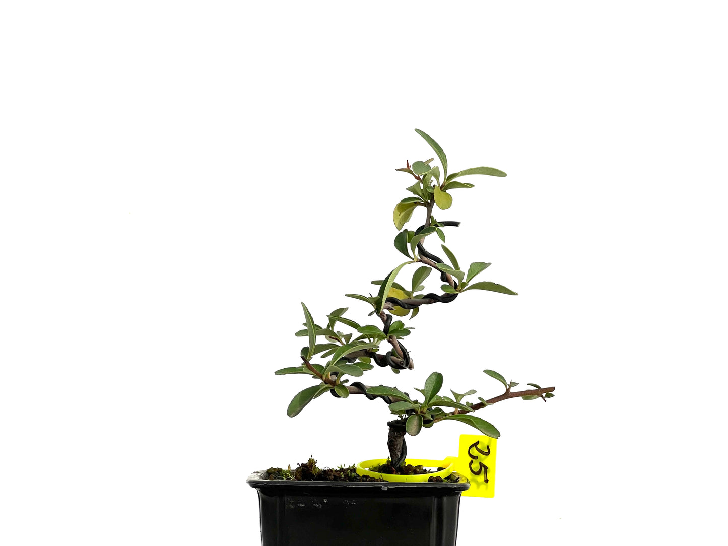Pyracantha 3065